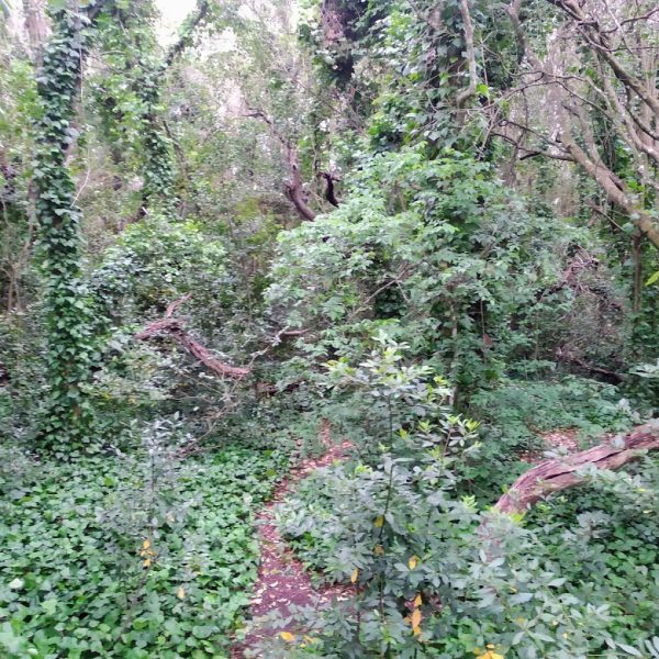 sendero7